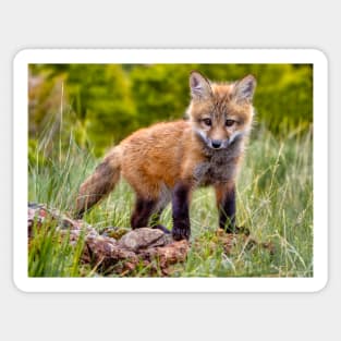 Red Fox Kit in Forest Sticker